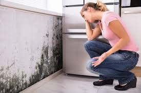 Trusted Wellsboro, PA Mold Remediation Experts